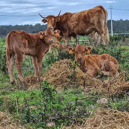 Herdade Da Vagem Ferienhaus Rogil