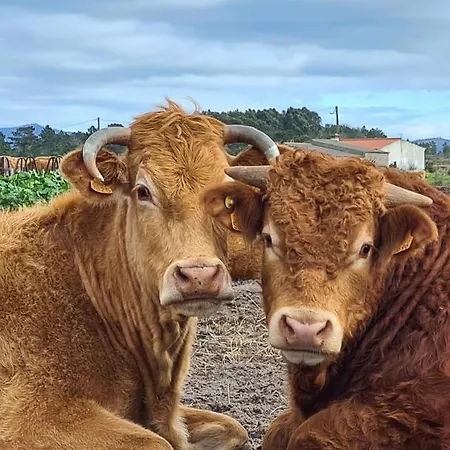 Ferienhaus Herdade Da Vagem