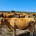 Herdade Da Vagem * ロジル