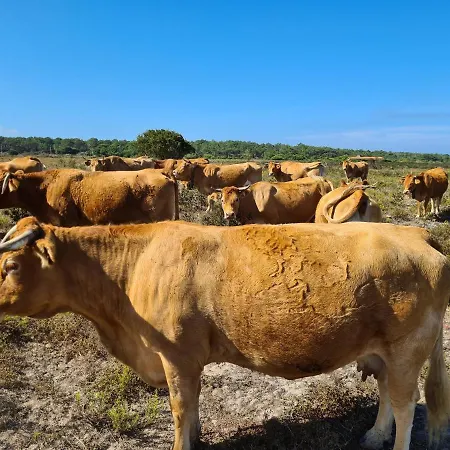 Herdade Da Vagem * Rogil