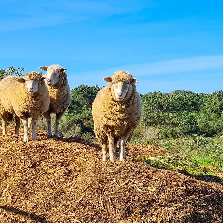 בית נופש Herdade Da Vagem רוז'יל