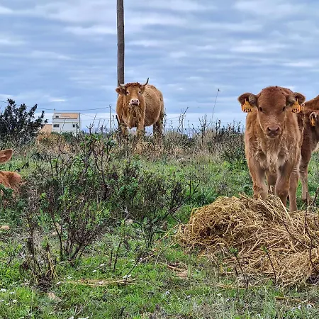Herdade Da Vagem Rogil
