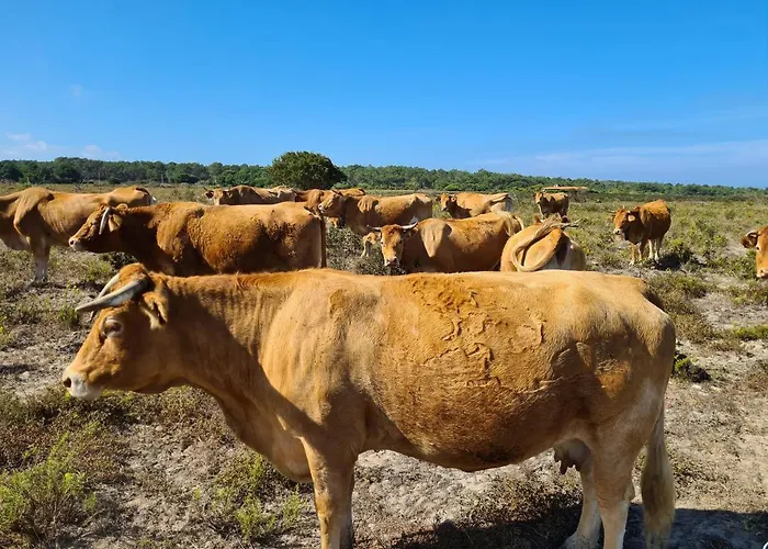 Herdade Da Vagem * רוז'יל