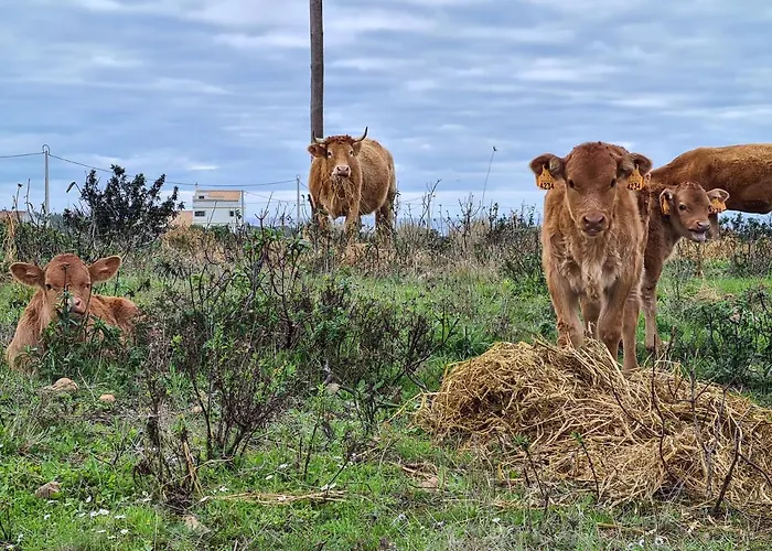Herdade Da Vagem רוז'יל